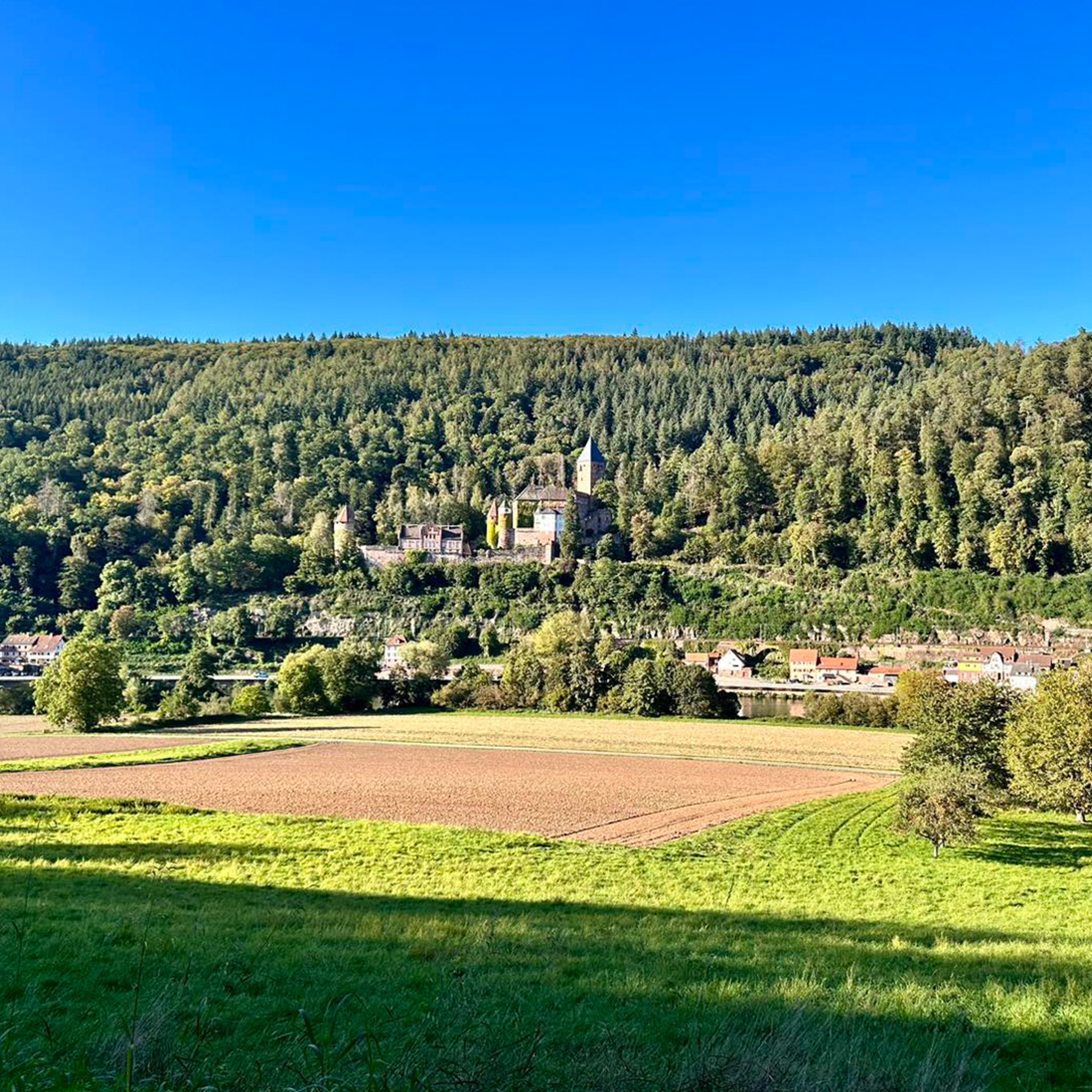 Spaziergang im Wald. 