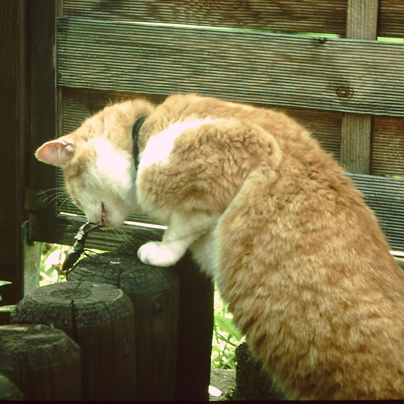 Unser lieber Linus.