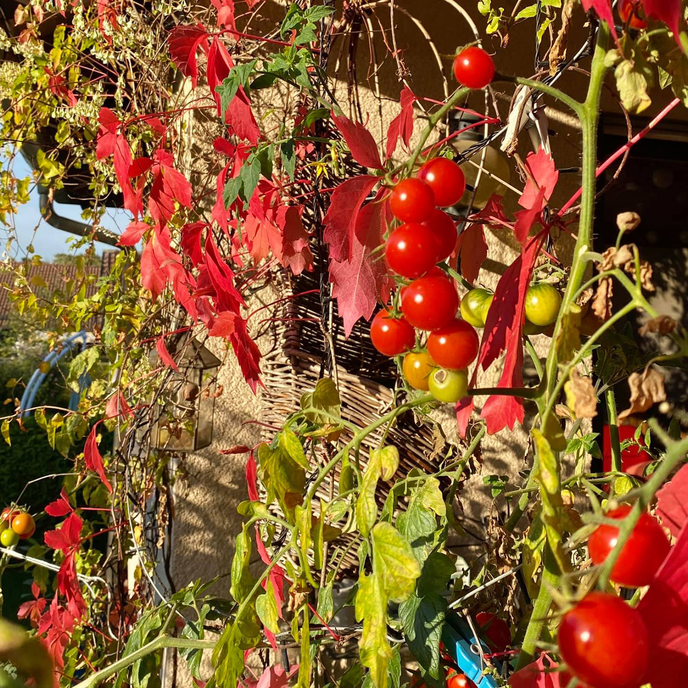 Gedanken zum Dank für die Ernte - Herbstgedanken